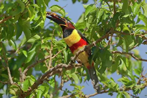 Castanotis: Chestnut-eared Aracari - adult sitting in a tree
