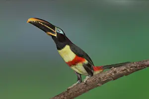 Aracari: Chestnut-eared Aracari alert