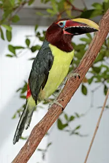 Aracaris: Chestnut-eared Aracari - forests of central South America