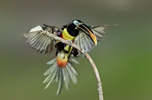 Alighting: Chestnut-Eared Aracari just landed