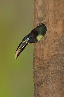 Aracari: Chestnut-Eared Aracari at nest hole