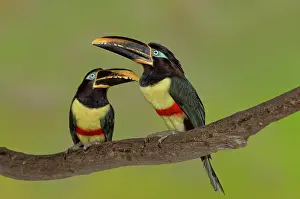 Aracari: Chestnut-Eared Aracari pair