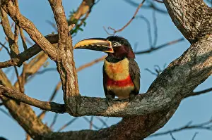 Aracaris: Chestnut-eared Aracari, Pantanal Wetlands, Mato