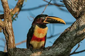 Aracaris: Chestnut-eared Aracari, Pantanal Wetlands, Mato