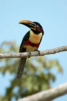 Aracaris: Chestnut-eared Aracari portrait on branch against blue sky