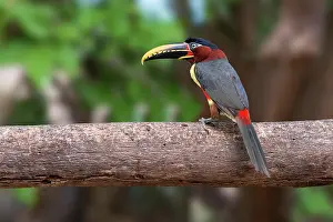 Aracari: Chestnut-eared aracari (Pteroglossus castanotis)