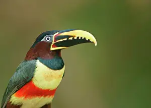 Aracari: Chestnut-eared aracari (Pteroglossus castanotis)