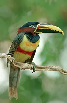 Aracari: Chestnut-eared aracari (Pteroglossus castanotis)