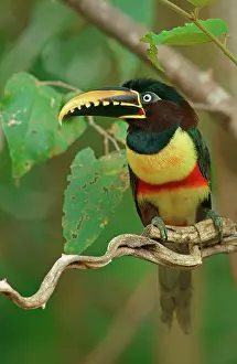 Aracari: Chestnut-eared aracari (Pteroglossus castanotis)