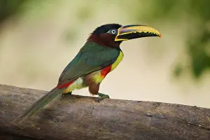 031019: Chestnut-eared Aracari (Pteroglossus castanotis)