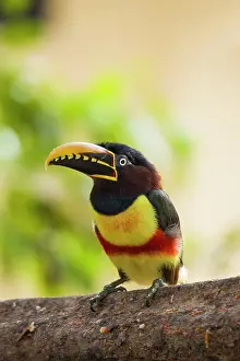 031019: Chestnut-eared Aracari (Pteroglossus castanotis)