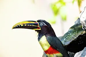 Eared: Chestnut-eared aracari (Pteroglossus castanotis)