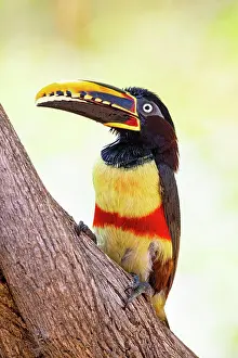 Eared: Chestnut-eared aracari (Pteroglossus castanotis)