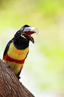 Eared: Chestnut-eared aracari (Pteroglossus castanotis)