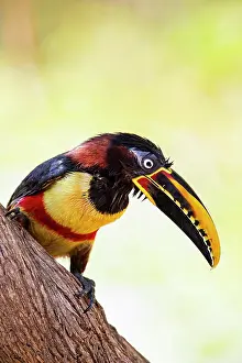 Eared: Chestnut-eared aracari (Pteroglossus castanotis)