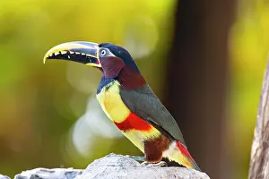 Eared: Chestnut-eared aracari (Pteroglossus castanotis)