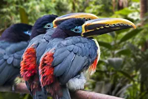 Eared: Three chestnut-eared aracaris (Pteroglossus castanotis)