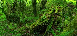 Castanea: Chestnut forest, Onati, Gipuzkoa, Basque Country