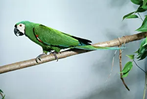 John Dunning: Chestnut-fronted Macaw