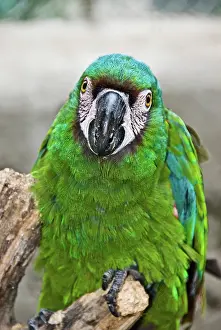 Severe: Chestnut-fronted Macaw