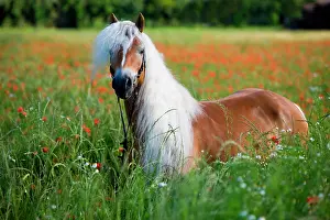 Mares: Chestnut Haflinger mare with bridle in poppy field