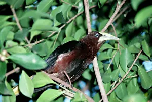 Oropendolas: Chestnut-headed OROPENDOLA