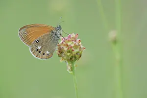 Coenonympha: Chestnut Heath