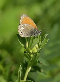 Transylvania: Chestnut Heath Butterfly Transylvanian, Romania