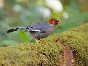 Laughing: Chestnut Hooded Laughing Thrush Pterorhinus trea