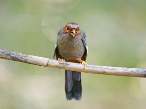 Laughing: Chestnut Hooded Laughing Thrush Pterorhinus trea