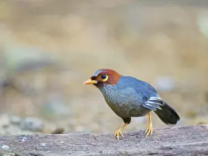 Laughing: Chestnut Hooded Laughing Thrush Pterorhinus trea