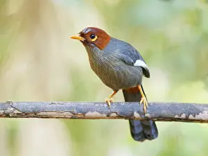 Laughing: Chestnut Hooded Laughing Thrush Pterorhinus trea