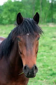 Pricked: Chestnut Horse - close-up of face