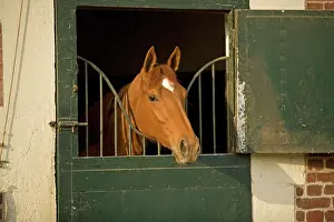 Stables: Chestnut Horse - looking over stable door