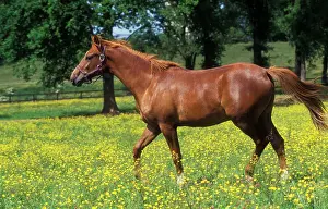 Francais: Chestnut Horse - Selle Francais - in meadow