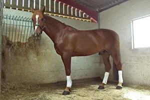 Stables: Chestnut horse in stable