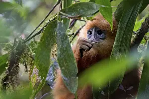Malaysia: Chestnut langur (Presbytis rubicunda)