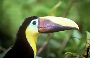 Swainsonii: Chestnut-mandibiled Toucan