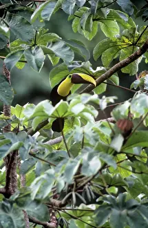 Swainsonii: Chestnut-mandibiled Toucan