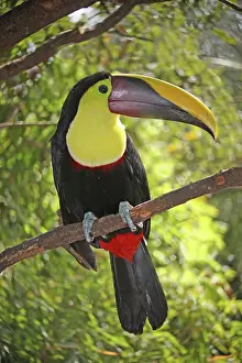 Ramphastos: Chestnut Mandible Toucan