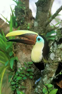 Swainsonii: Chestnut-mandibled TOUCAN