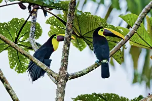 Rhamphastos: Chestnut-mandibled Toucan