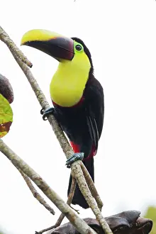 Rhamphastos: Chestnut-mandibled Toucan