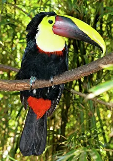 Swainsonii: Chestnut Mandibled Toucan
