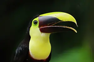 Selva: Chestnut-mandibled Toucan
