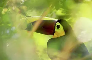 Swainsonii: Chestnut-mandibled Toucan