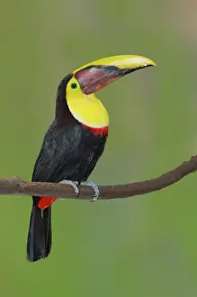 Swainsonii: Chestnut-mandibled Toucan