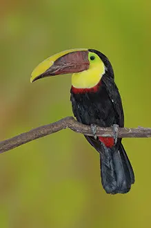 Swainsonii: Chestnut-mandibled Toucan