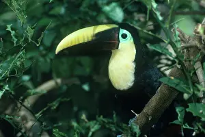 Swainsonii: Chestnut-mandibled Toucan
