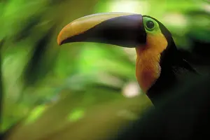 Swainsonii: Chestnut-mandibled toucan